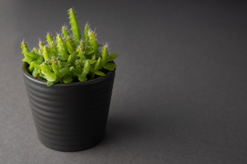 Small plant in pot succulents or cactus isolated on gray background isolated. Business or education template. Decorative indoor plant. Copy space.