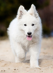 active puppy running breed white swiss shepherd