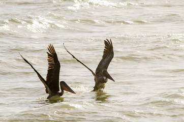 pelicanos