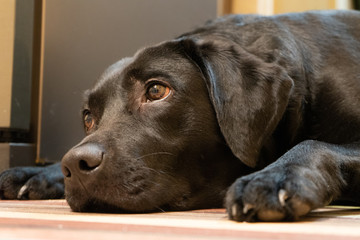 the sad sight of a black dog Labrador Retriever