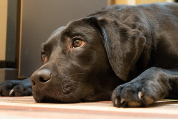 the sad sight of a black dog Labrador Retriever