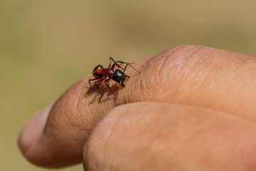 Ameise beißt in Hand
