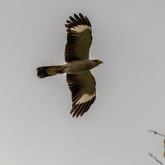brazilian eagle in flight