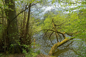 Tree leaning over water.