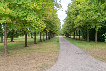 Avenue of deciduous trees in the park.