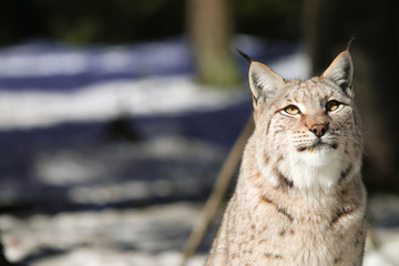 Nahaufnahme Luchs