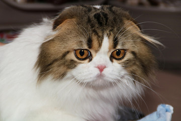 cat with yellow eyes