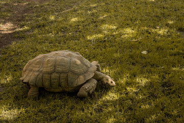 Tortuga comiendo hierba