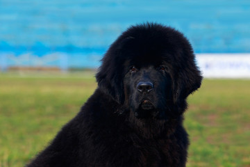 Fototapeta premium Dog breed Newfoundland