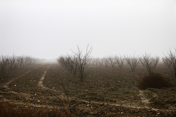 Nebbia
