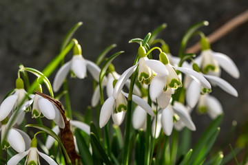 Early flowering Snowdrops (Galanthus Amaryllidaceae) in sunlight