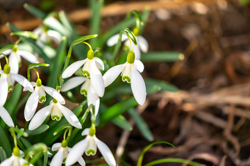 Early flowering Snowdrops (Galanthus Amaryllidaceae) between dry leaves in sunlight