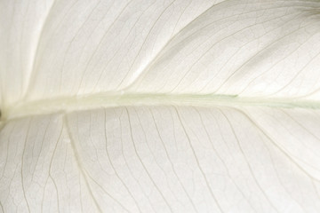 milk colored plant leaf background image