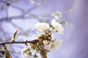 Branches of blossoming apricot macro