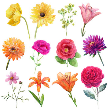 Watercolor set mexican flowers-yellow poppy,orange gerbera,purple astra,pink and red roses,orange lilies
