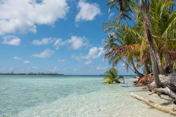 Obraz na płótnie Canvas palm trees on tropical islands beach