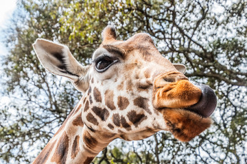 Fototapeta premium giraffe licking with tongue in kenya