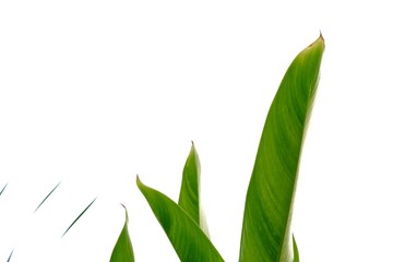 Bird of paradise leaves on white isolated background for green foliage backdrop 