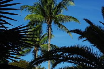 Fototapeta na wymiar Palm trees and blue skies in Florida