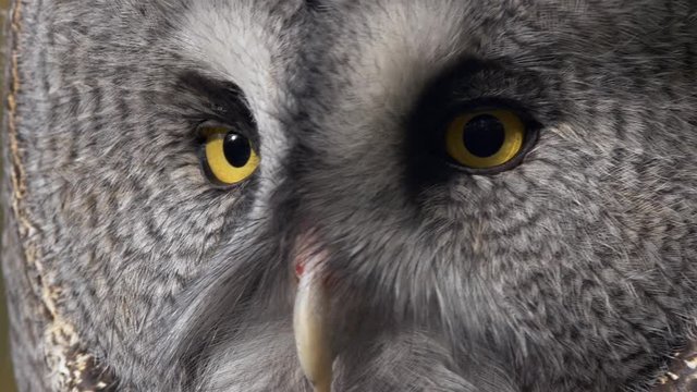 Great grey owl (Strix nebulosa) portrait