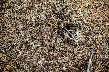 Ants build an anthill in a forest clearing.