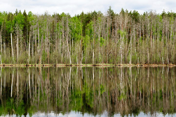 Forest on the lake and its reflection in the water.