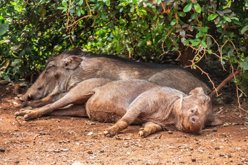 Naklejka na ściany i meble sleeping warthogs in kenya
