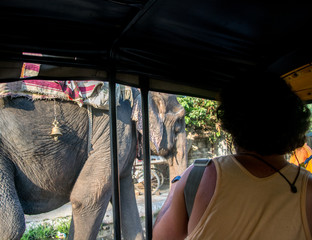 Elefante en la India tirada desde un coche o tuk © EMILIA
