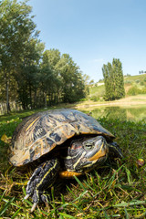 tartaruga