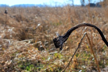 vertrocknete Sonnenblume am Rand eines Feldes
