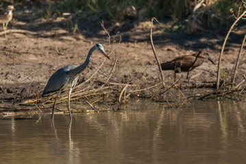 Grey Heron. fishing, South Africa
