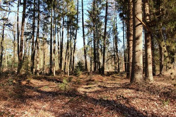 Fototapeta premium Waldweg