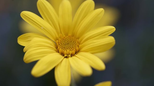 Close-up image of a beautiful yellow  flower