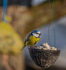 Yellow blue chickadee bird on coconut in winter cold sunny day