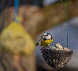 Obraz na płótnie Canvas Yellow blue chickadee bird on coconut in winter cold sunny day