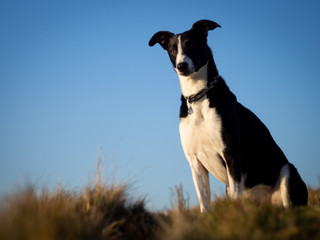 Welsh Collie Dog Sat on a mountain farm near Brecon Beacons at Sunset