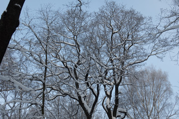tree in winter