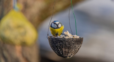 Yellow blue chickadee bird on coconut in winter cold sunny day