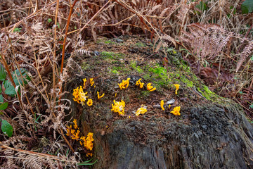 Bright yellow Stagshorn fungus Calocera viscosa growing on a mossy coniferous tree stump with dead ferns in the background