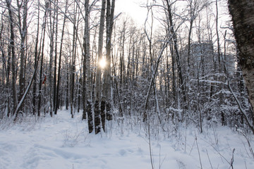 a little bit sun light  throught forest
