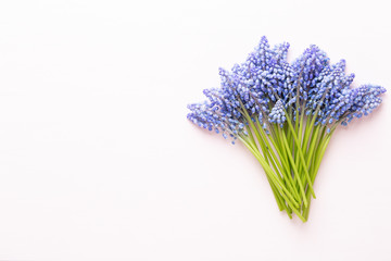 Obraz premium Wiosenne niebieskie kwiaty muscari. Kwiaty Muscari na różowym pastelowym tle. Wiosna z życzeniami.