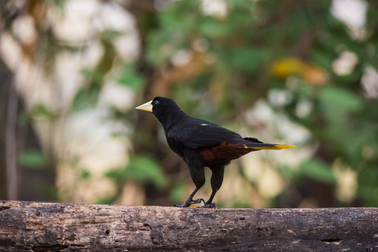 Yellow Rumped Cacique, Cacicus Cela, Pantanal Brazil