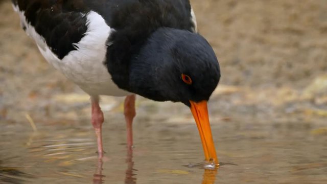 Eurasian oystercatcher (Haematopus ostralegus)