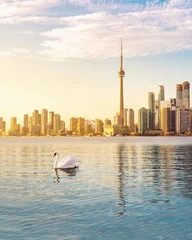 Poster Toronto Skyline and swan swimming on Ontario lake - Toronto, Ontario, Canada © diegograndi