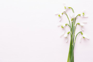 Fototapeta na wymiar Fresh snowdrops on pink background with place for text. Spring greeting card.