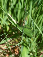 The emerald damselfly Lestes sponsa sitting in vegetation