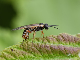 The green alder sawfly Monsoma pulveratum on a leaf