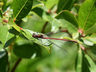 The large red damselfly Pyrrhosoma nymphula sitting on a leaf