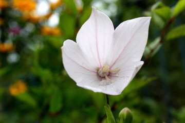 White bell flower with raindrops on blurred background.