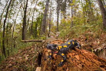 salamandra pezzata